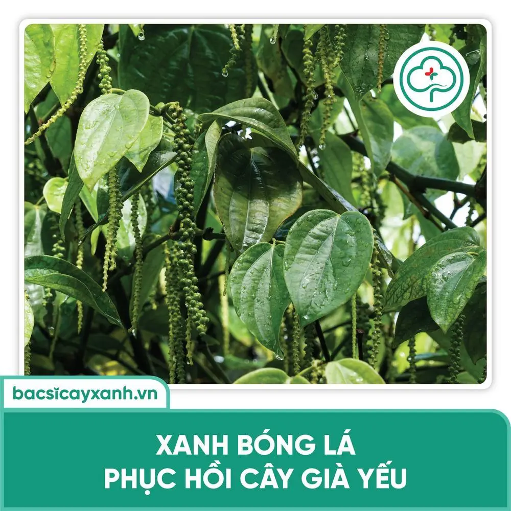 Phân bón lá hữu cơ; Phân bón lá amino; Phân bón lá cao cấp; phân bón lá sinh học
